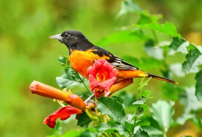 Oriole on Trumpet Vine