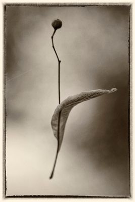 Suspended 2 