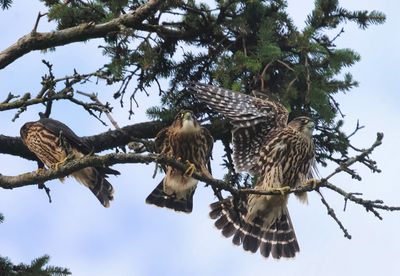 Trio of Merlins