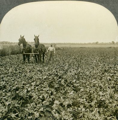 Cultivating 
