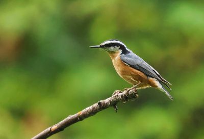 Red-breasted Nuthatch