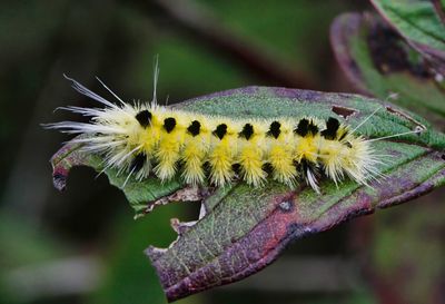 Yellow-Spotted Tussock Moth Caterpillar  