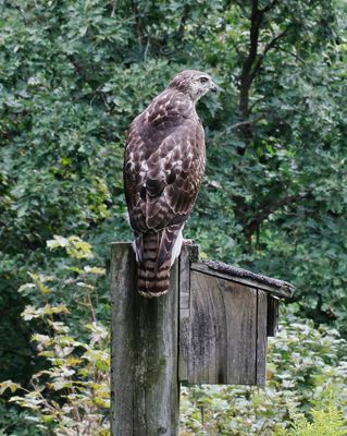 Guarding the Birdhouse