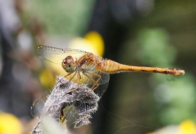 Yellow-legged Meadowhawk
