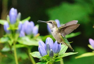 Hummer 4