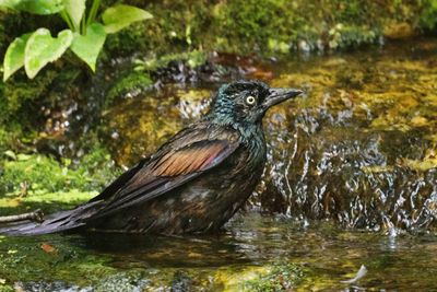 Grackle
