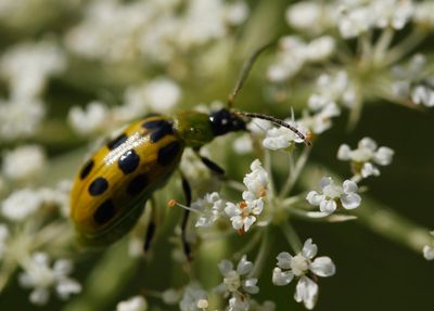 Spotted Cucumber Beetle
