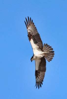 Osprey 02