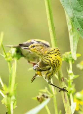 Cape May Warbler 3