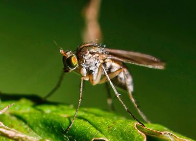 Semaphore fly 