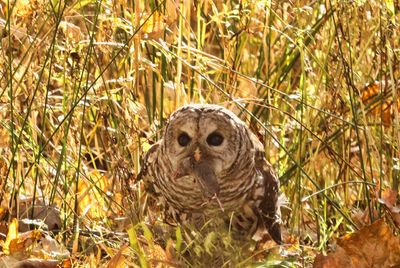 Barred Owl