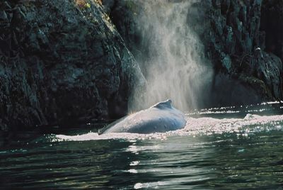 Grey Whale 