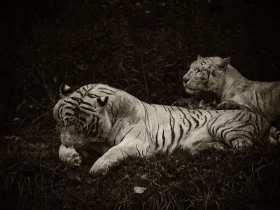 Tigers BW  