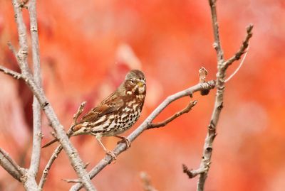 Fox Sparrow