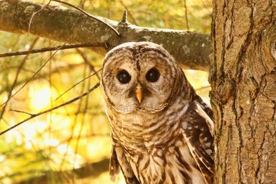 Barred Owl 2