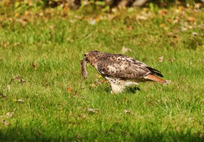 Red-tail and Mouse.jpg