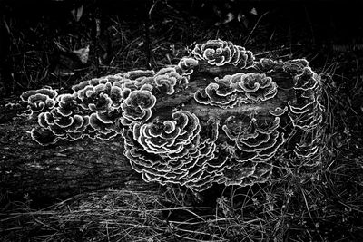 Turkey Tails  