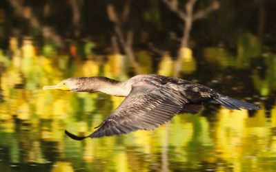 Juvenile Cormorant