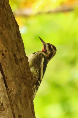 Yellow-bellied Sapsucker