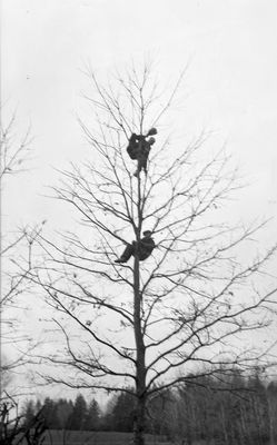 Two Men up a Tree  