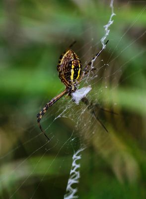 Orb Weaver 2 R
