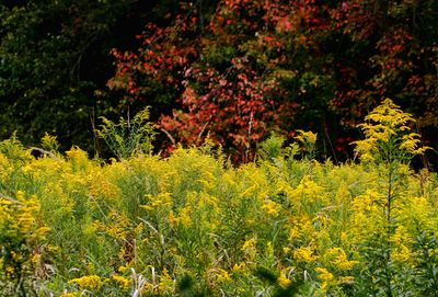 Goldenrod
