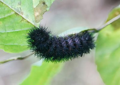 Black Hairy Caterpillar 