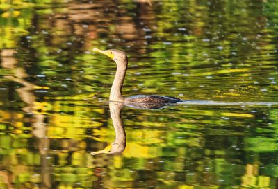 Juvenile Cormorant 2