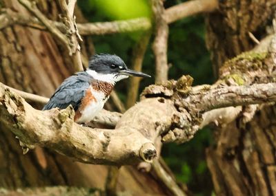 Belted Kingfisher 2