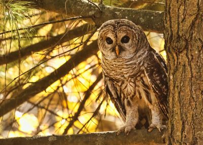 Barred Owl 3