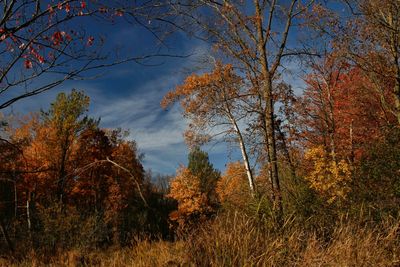 Last of the Fall Colour 