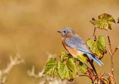Eastern Bluebird 2