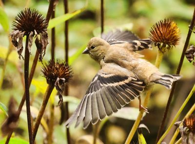 Goldfinch