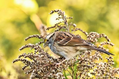 White-throated Sparrow