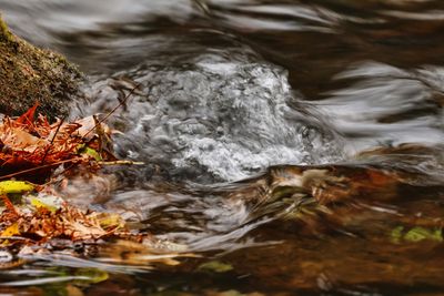 Leaves, Rocks, Water