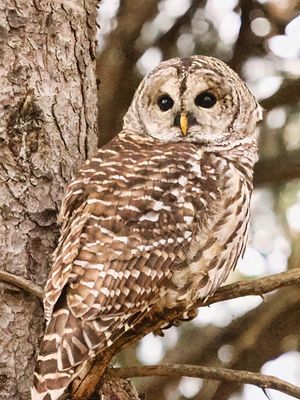 Barred Owl 4