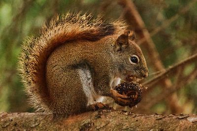 Squirrel