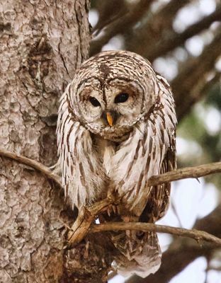 Barred Owl 5