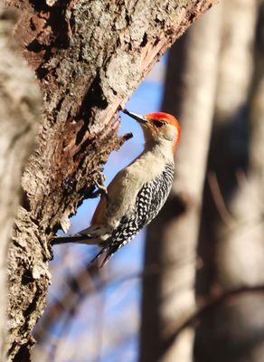 Red-bellied Woodpecker 2