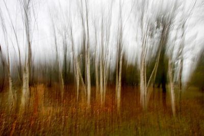 Trees 