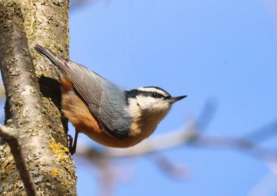 Red-breasted Nuthatch 2