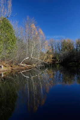 The Beaver Pond