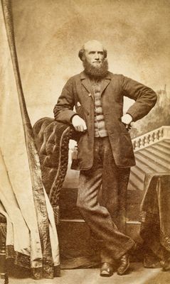 Bearded Gentleman