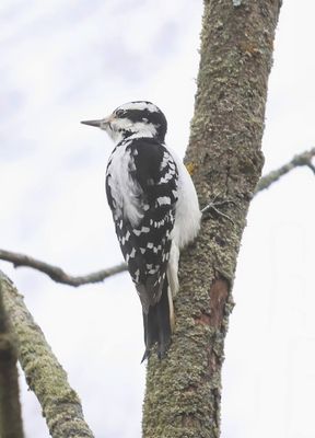 Downy Woodpecker