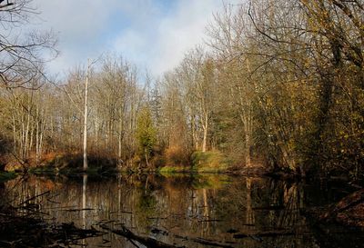 Beaver Pond