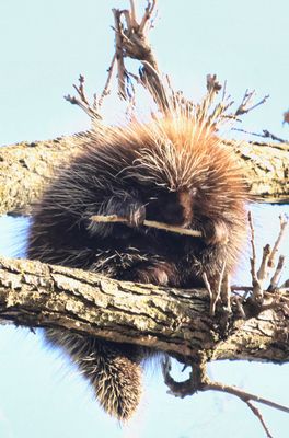 Porcupine 