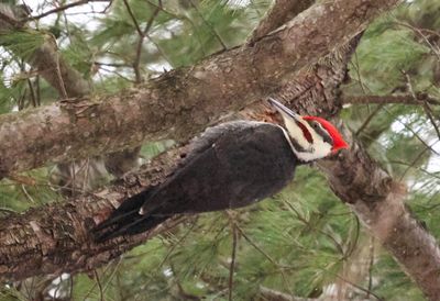 Pileated Woodpecker