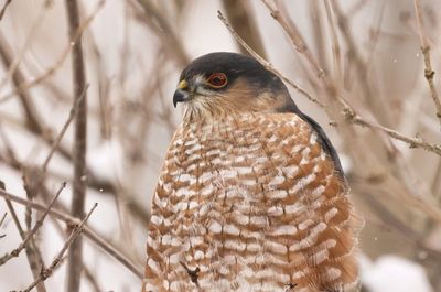 Sharp-shinned Hawk
