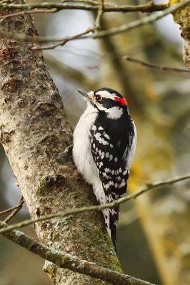 Downy Woodpecker