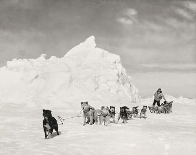 Dog Sled